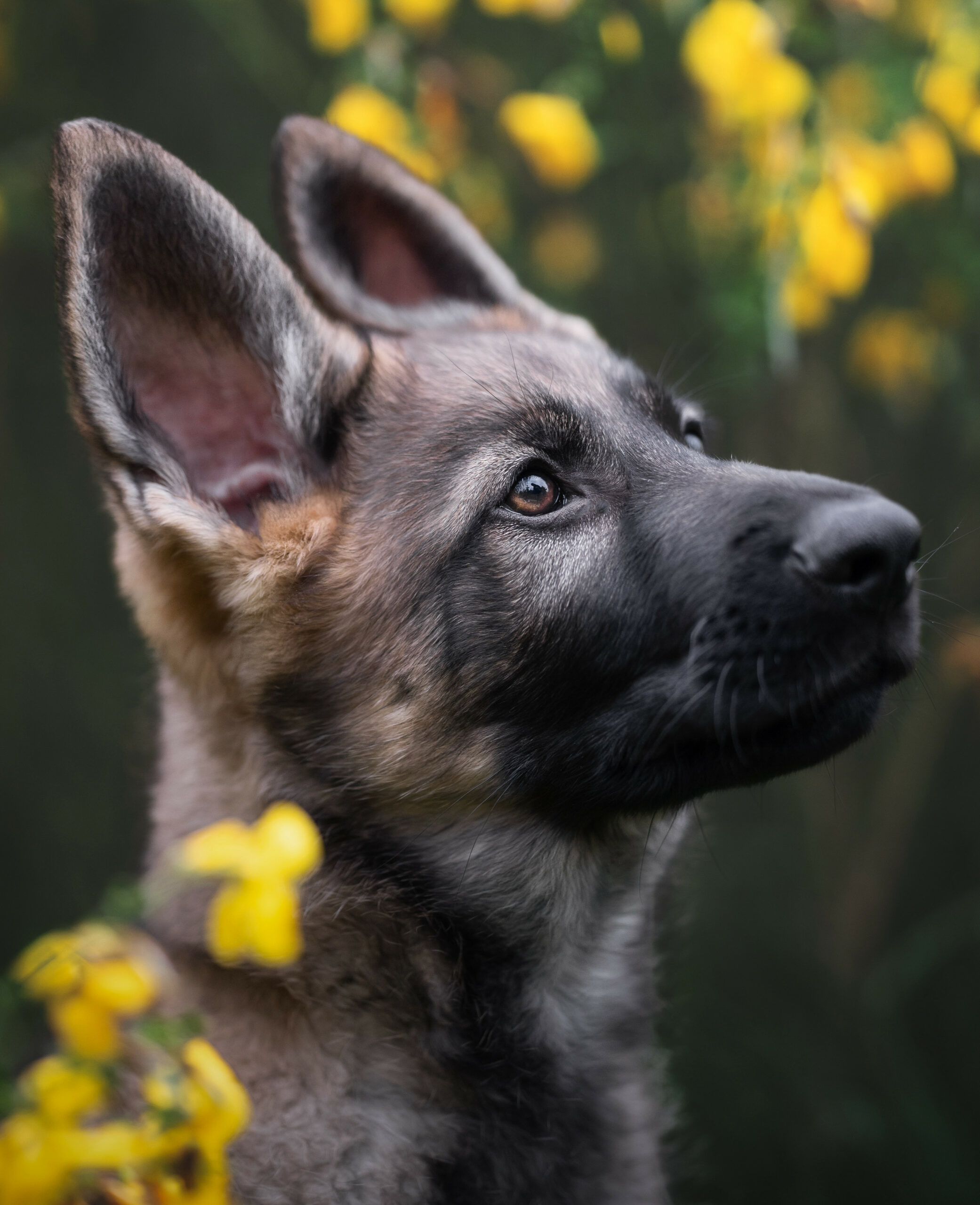 Hundepysioterapie Duisburg. Foto von Schäferhund Welpe Ferry