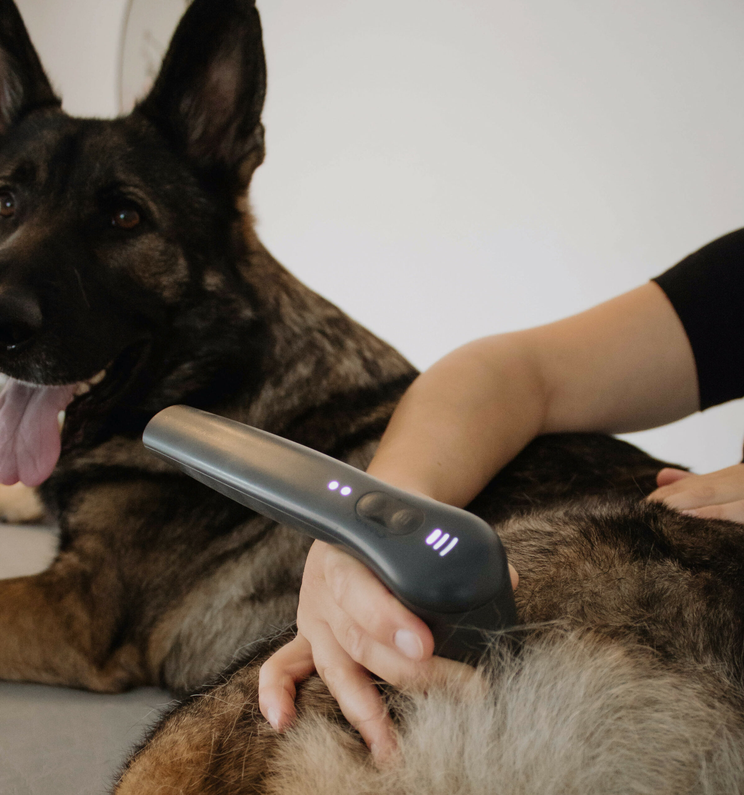 Novafon Schallwellen Gerät Therapie am Hund