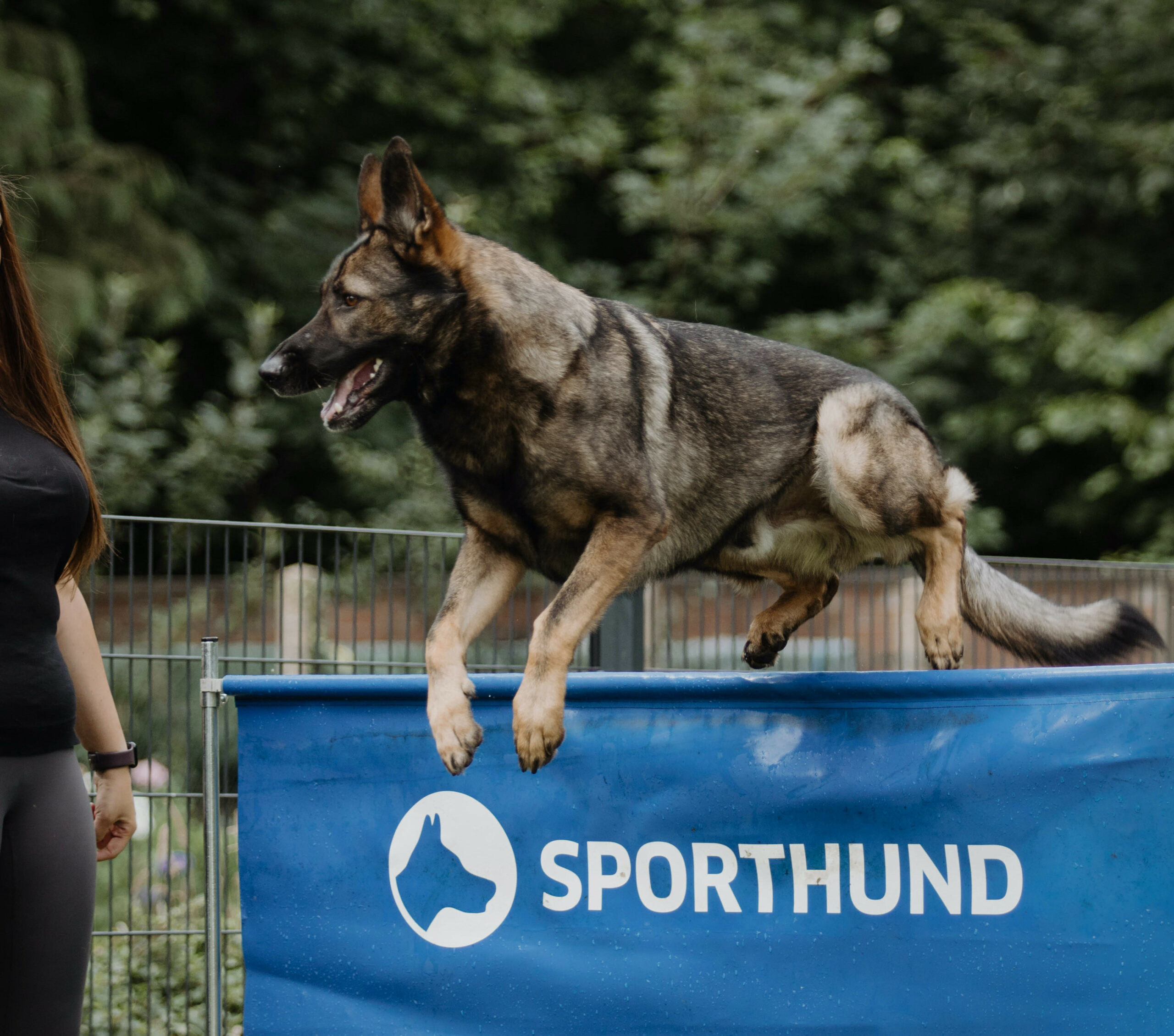 Schäferhund springt im Außenbereich über ein Hindernis