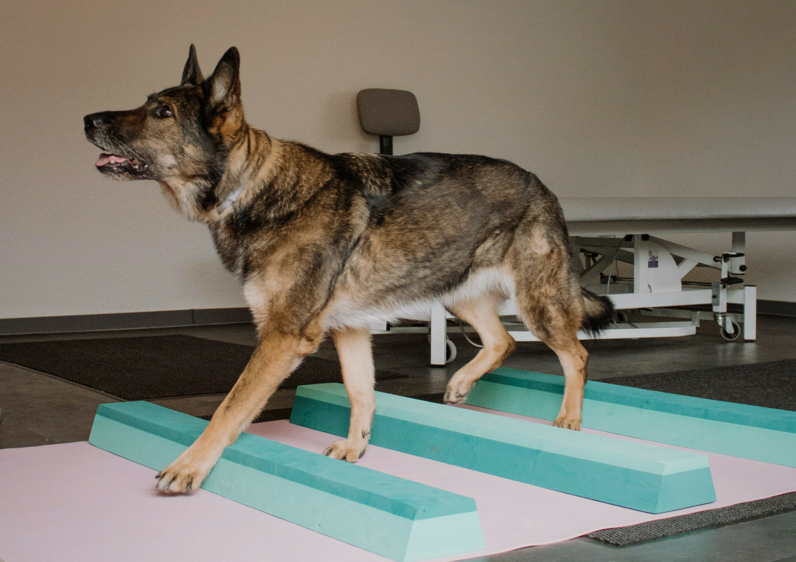 Schäferhund läuft über Hindernisse